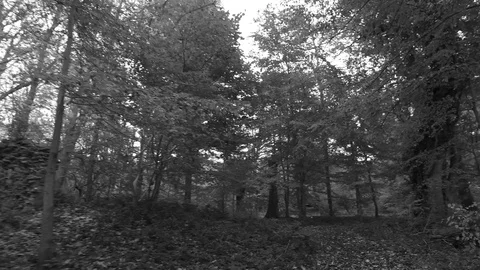 Walking on a small leaf covered road in an autumn forest Stock Footage 81719032