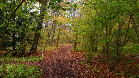 Walking on a small leaf covered road in an autumn forest Stock Footage 81862520