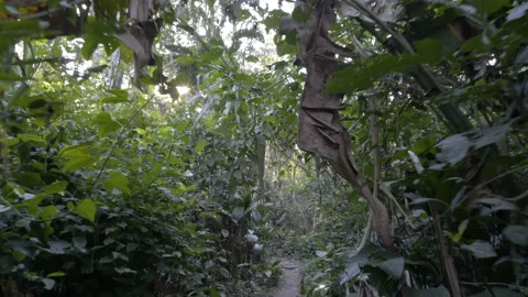 Walking a small path through the tropical dense Amazon rainforest of Peru Stock Footage 135596988