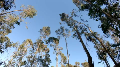 Walking smoothly forward beneath tall eucalyptus trees in summer with blue sky Stock Footage 133141029