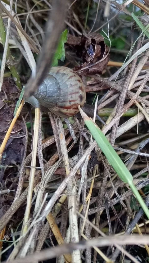 Walking snail Stock Footage 195378226