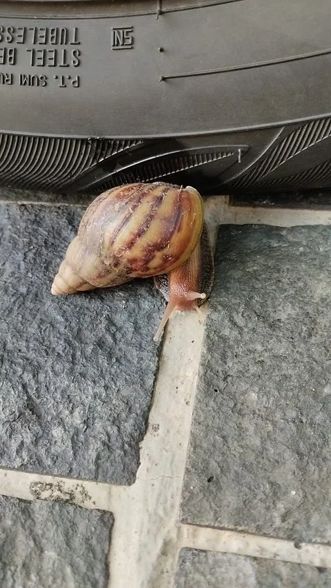 Walking snail Stock Footage 232810197