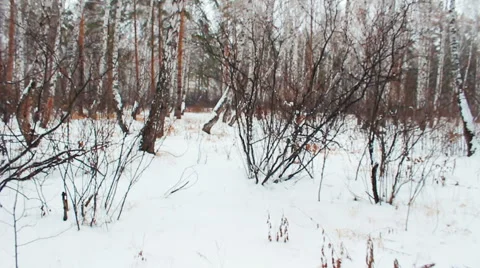 Walking on snow-covered birch forest Video stock 56566187