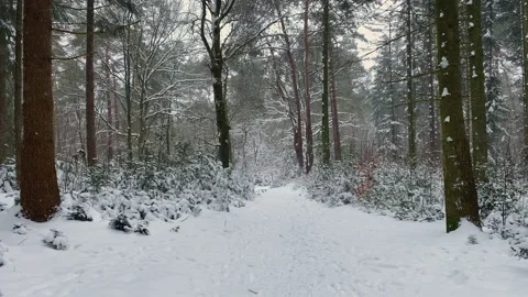 Walking in a snow covered dark forest Stock Footage 217741659