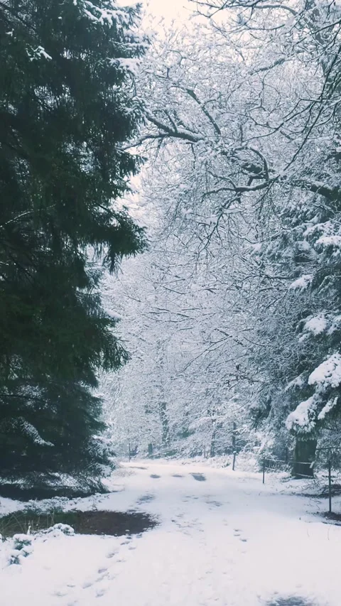 Walking on a snow covered trail in a winter forest Video stock 327114800