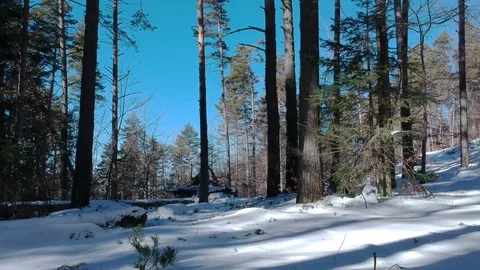 Walking in the snow forest Stock Footage 85383735