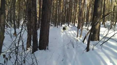 Walking in the snow in the forest Stock Footage 148198444