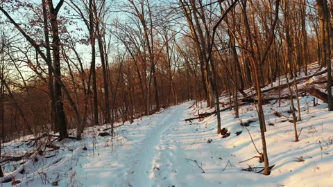 Walking in Snow in a Forest Video stock 180446304