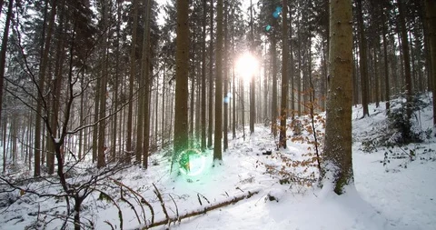 Walking snow forest with sun and lens flares Stock Footage 102047132