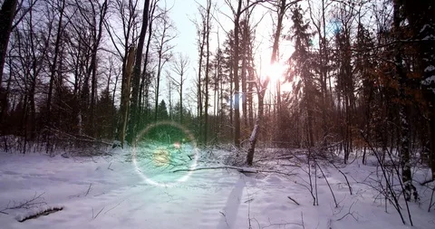 Walking in snow forest towards tree with sun and lens flares Stock Footage 102137420