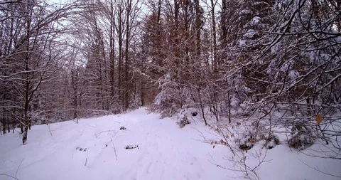 Walking In Snow At Forest Winter Video stock 101999868