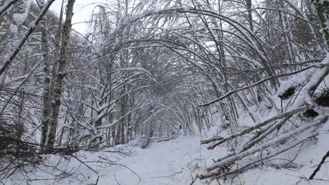 Walking on snow in nature Stock Footage 340639531