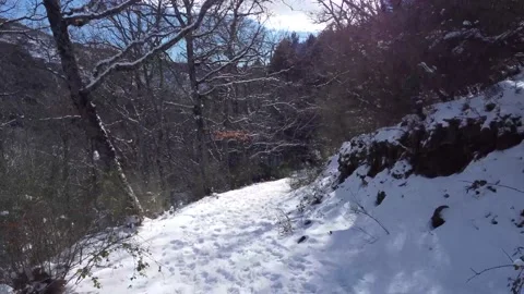 Walking on the snow trees Stock Footage 158547559