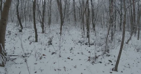 Walking in Snowed Forest Stock Footage 123173884