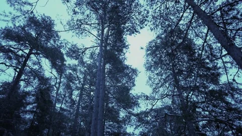 Walking in the snowy dark forest Stock Footage 297599089