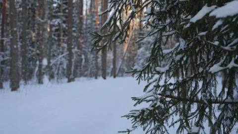 Walking in snowy forest during winter season with tall trees and white landscape Stock Footage 343507335