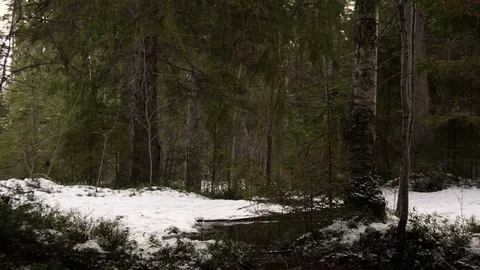 Walking in the snowy forest Video stock 71649849