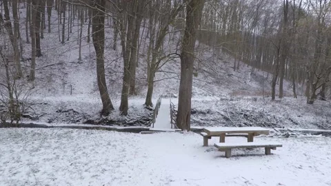 Walking in a snowy forest. Stock Footage 147617555