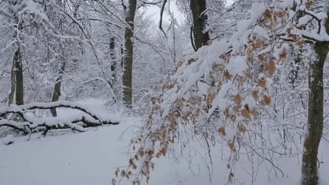 Walking in the snowy forest, trees covered with snow Stock Footage 327014887