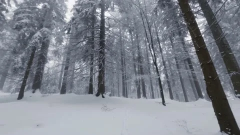 Walking at snowy winter forest surrounded by trees covered by snow Video stock 235090063