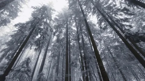 Walking at snowy winter forest surrounded by trees covered by snow Video stock 235090180