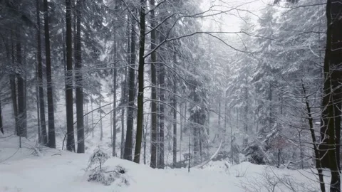 Walking at snowy winter forest surrounded by trees covered by snow Video stock 235090576