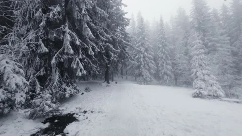 Walking at snowy winter forest surrounded by trees covered by snow Stock Footage 235090664