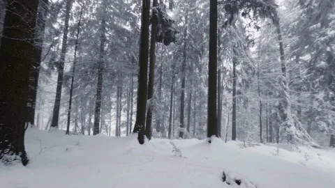 Walking at snowy winter forest surrounded by trees covered by snow Video stock 235091074