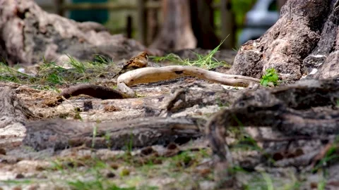 Walking sparrow in the park Stock Footage 169974005