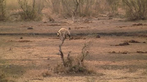 Walking spotted hyena Stock Footage 8626602