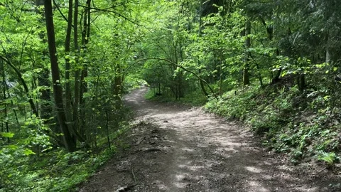 Walking in spring forest. First-person point of view Stock Footage 274651017