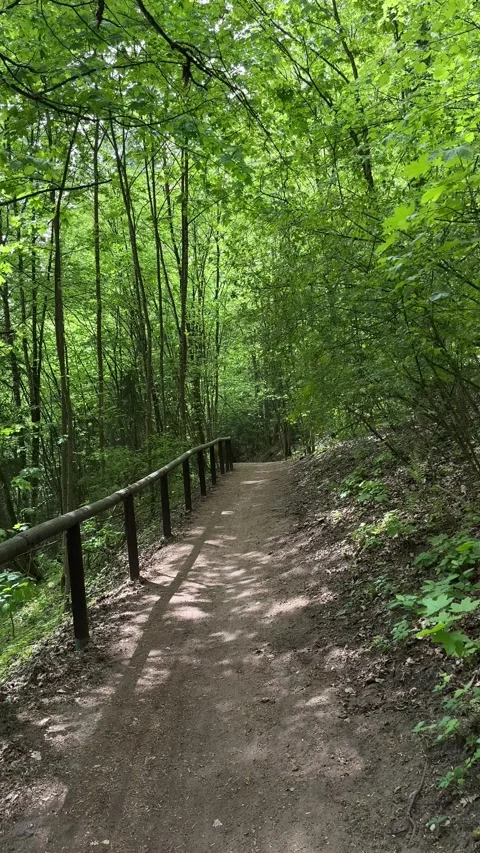 Walking in spring forest. First-person point of view. Vertical video Stock Footage 274651036