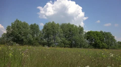 Walking in spring meadow, get close  Video stock 46205739