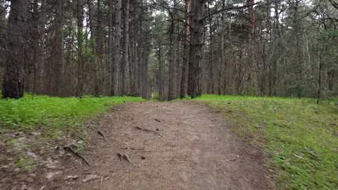 Walking in Spring Morning Forest. Trail Between Tall Pine Trees. Stock Footage 153481367