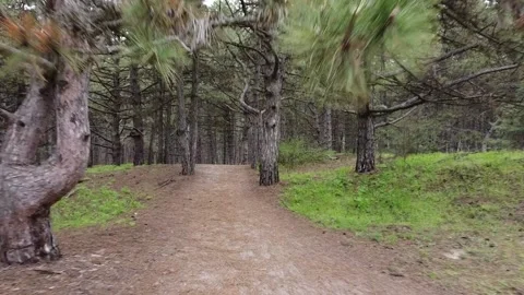 Walking in Spring Morning Forest. Trail Between Tall Pine Trees. Stock Footage 153481544