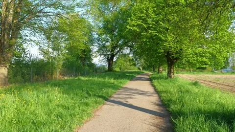 Walking in Spring on a Tree-Lined Path in the Allgu, Surrounded by Fresh Gras Video stock 309031383