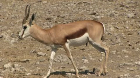 Walking springbuck Stock Footage 12133863