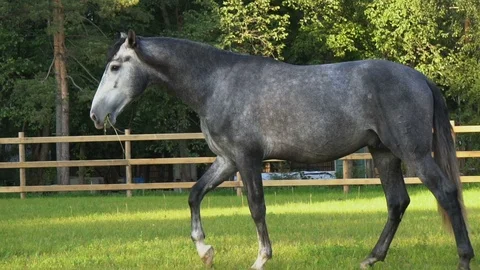 Walking stallion in paddock 動画素材 116631029