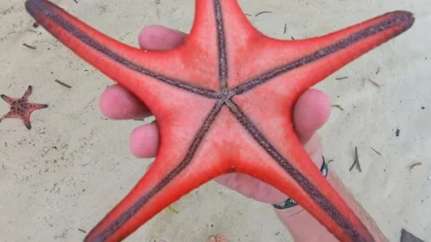 Walking on starfish beach, pick big red starfish close-up Stock Footage 154894127