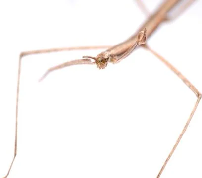 Walking stick bug Stock-Fotos