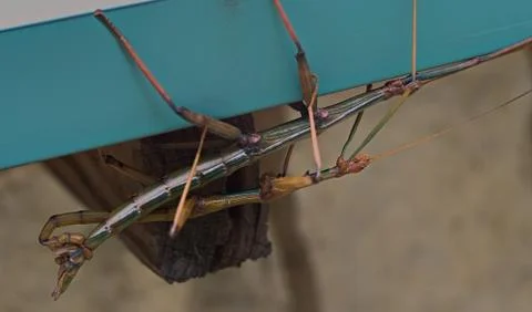 Walking stick bugs mating on gutter Stock Photos