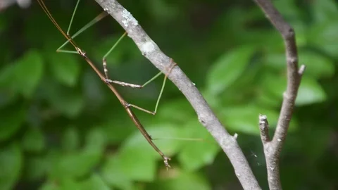 Walking Stick Crawling up Branch Vídeos de archivo 117424098