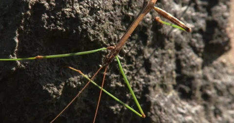 Walking Stick, CU Face Stock Footage 235627953