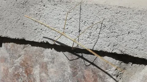 Walking Stick    (HD) Stock Footage 20584870