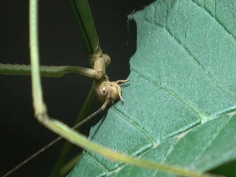 Walking stick insect eating leaf, extreme close up Stock Footage 78684110
