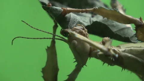 Walking stick insect eating leaf, extreme close up, magnification Stock-Footage 100923068