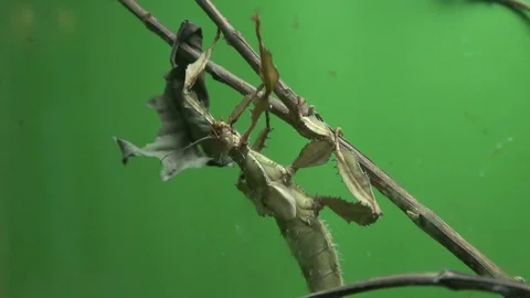 Walking stick insect eating leaf, extreme close up, magnification Stock Footage 100923120