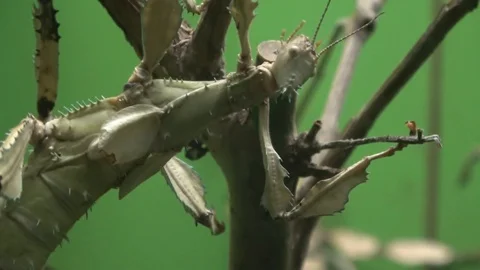 Walking stick insect eating leaf, extreme close up, magnification Stock Footage 100923145