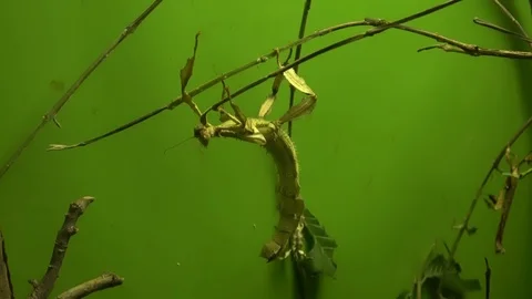 Walking stick insect, extreme close up, magnification Video stock 100922842