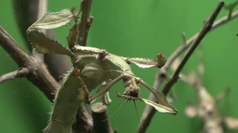 Walking stick insect extreme close up, magnification Stock Footage 100922865